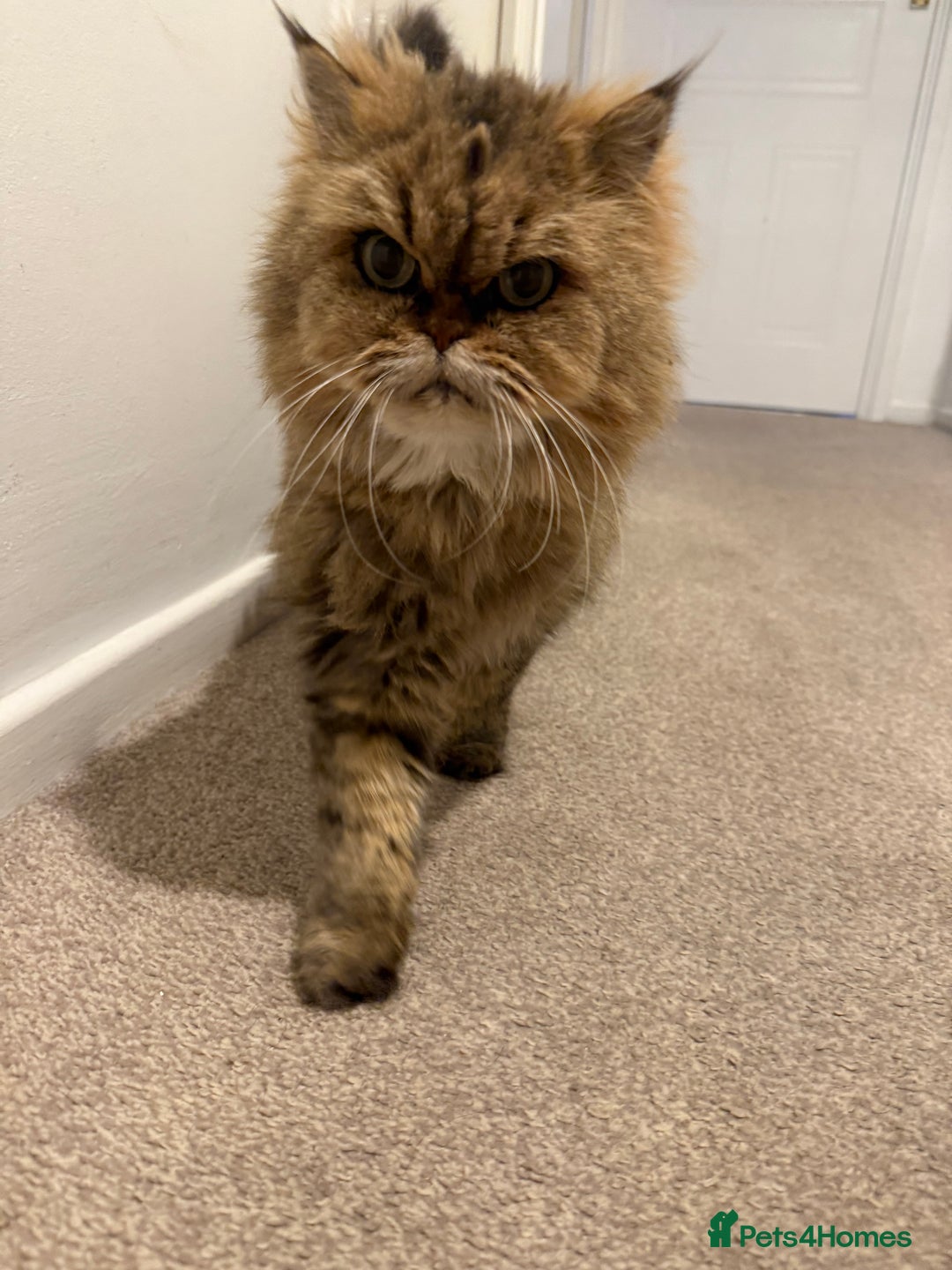 Mixed Breed cats for sale: Chinchilla x Persian female  - Image 8