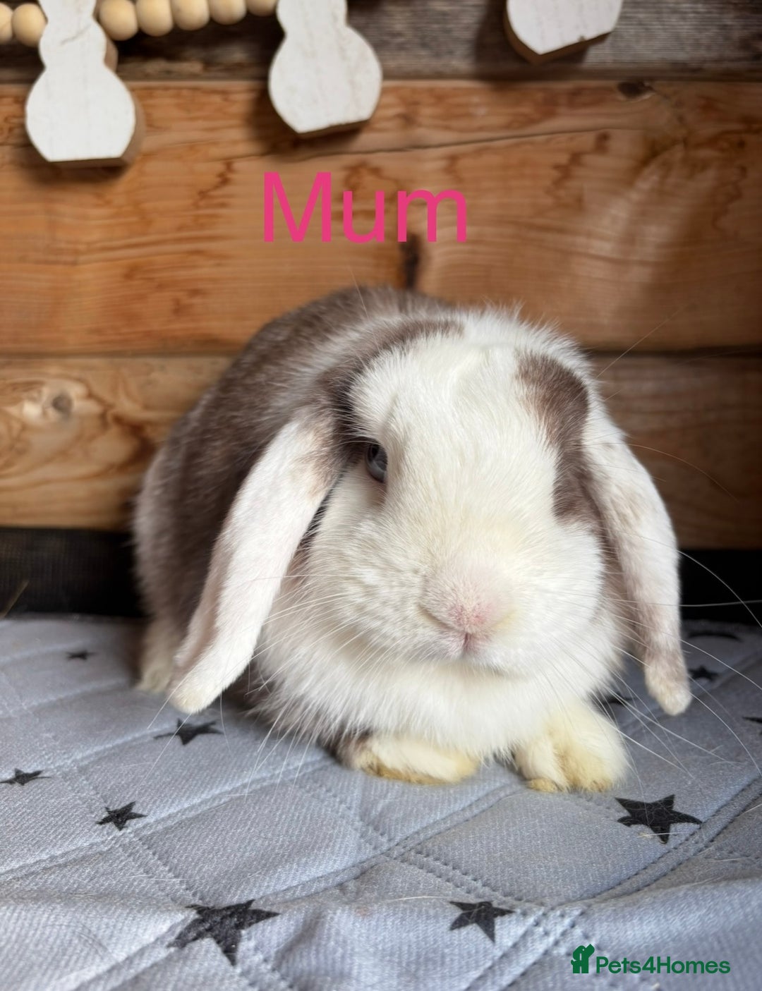 Mini Lop rabbits for sale: 2 beautiful pure mini lop babies - Image 11