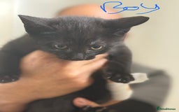 British Shorthair cats for sale: 3 male kittens  - Image 3