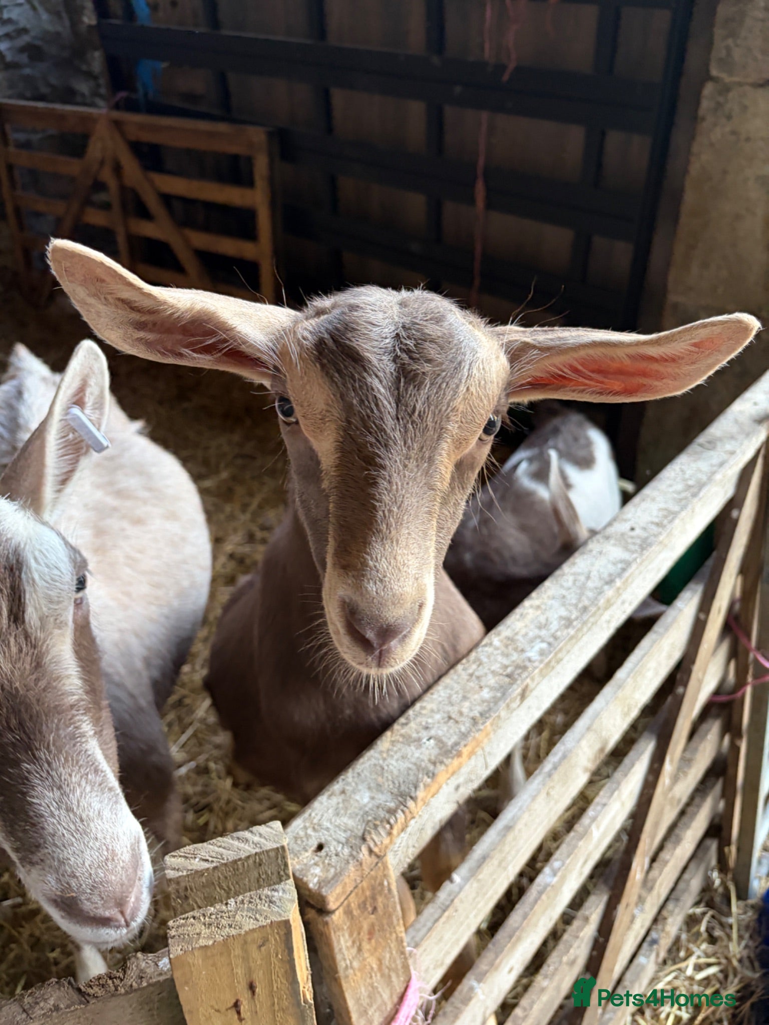 Goats livestock 2 X Goats for sale - Advert 2