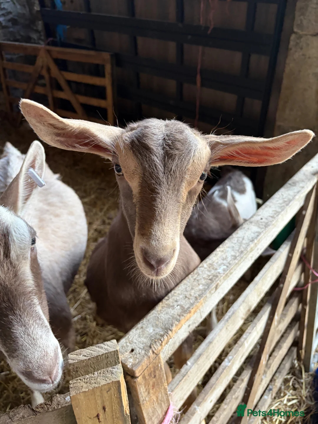 Goats livestock for sale: 2 X Goats for sale in Newcastle upon Tyne - Advert 2