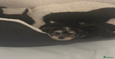 Yorkiepoo dogs - Advert 4