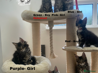 Maine Coon cats - Advert 21