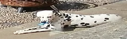Dalmatian dogs for stud: Dalmatian for stud in Dunfermline - Advert 5
