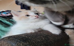 Maine Coon cats for sale: Maine coon cross persian  - Image 3