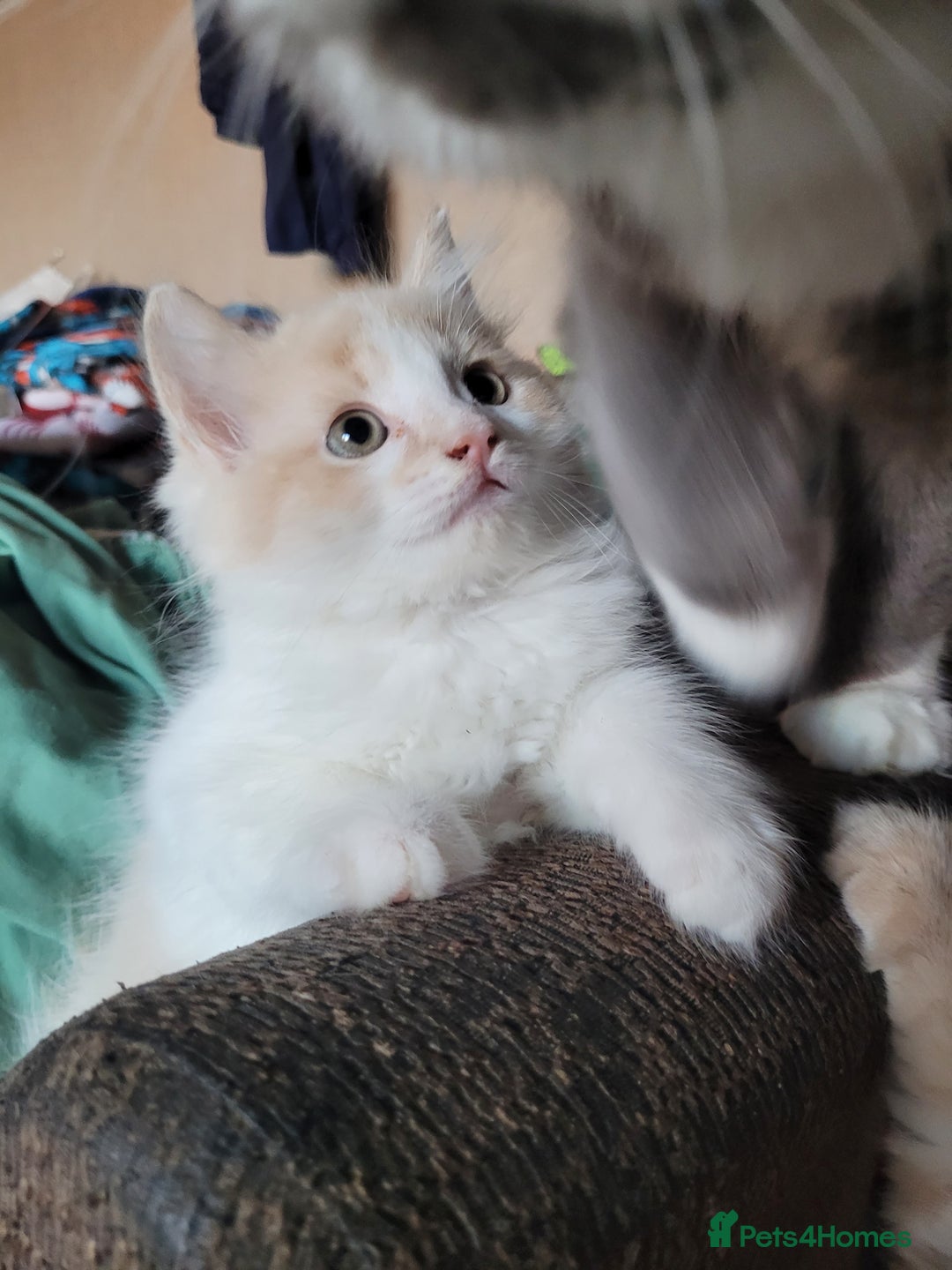 Maine Coon cats for sale: Maine coon cross persian  - Image 3