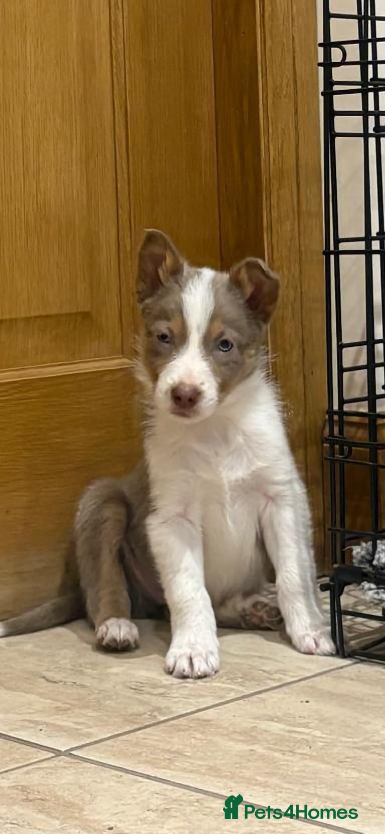 Border Collie dogs for sale: Border collie pups - Advert 3