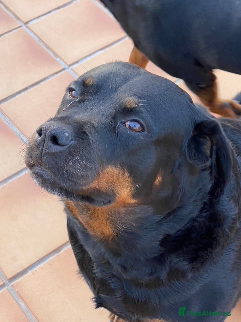 Rottweiler dogs Beautiful Mature Rottweiler  - Advert 3