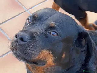 Rottweiler dogs Beautiful Mature Rottweiler - Advert 3