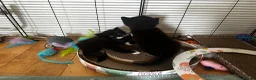 Mixed Breed cats for sale: 2 beautiful kittens  - Advert 8