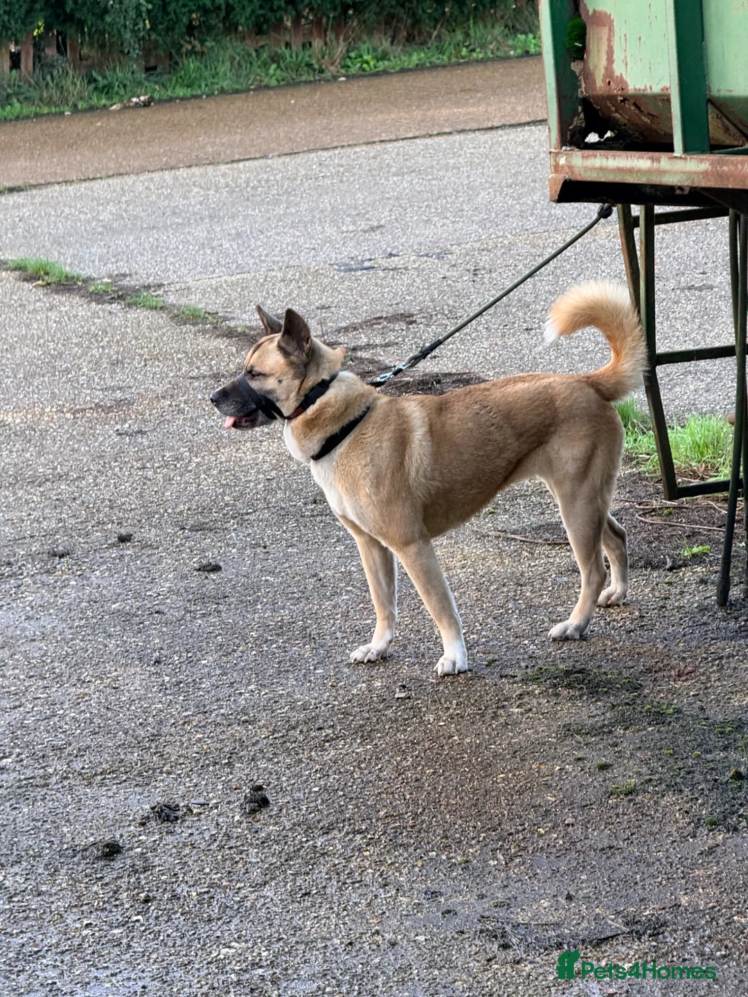 Akita dogs for sale: 7 year old akita - Advert 2