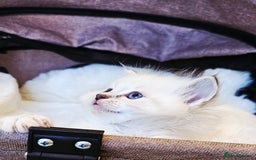 Ragdoll cats for sale: Cute Ragdoll kittens  - Advert 1