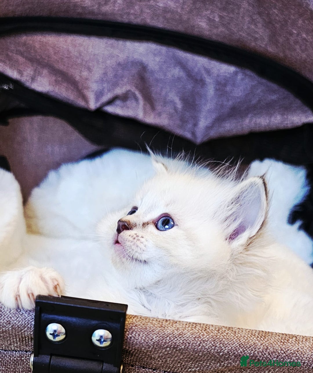 Ragdoll cats for sale: Cute Ragdoll kittens  - Advert 1