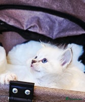 Ragdoll cats Cute Ragdoll kittens - Advert 4