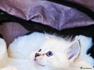 Ragdoll cats for sale: Cute Ragdoll kittens - Advert 1