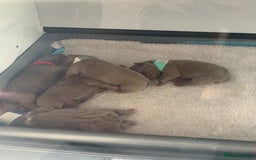 French Bulldog dogs for sale: 5 French bull dogs puppies  - Image 10