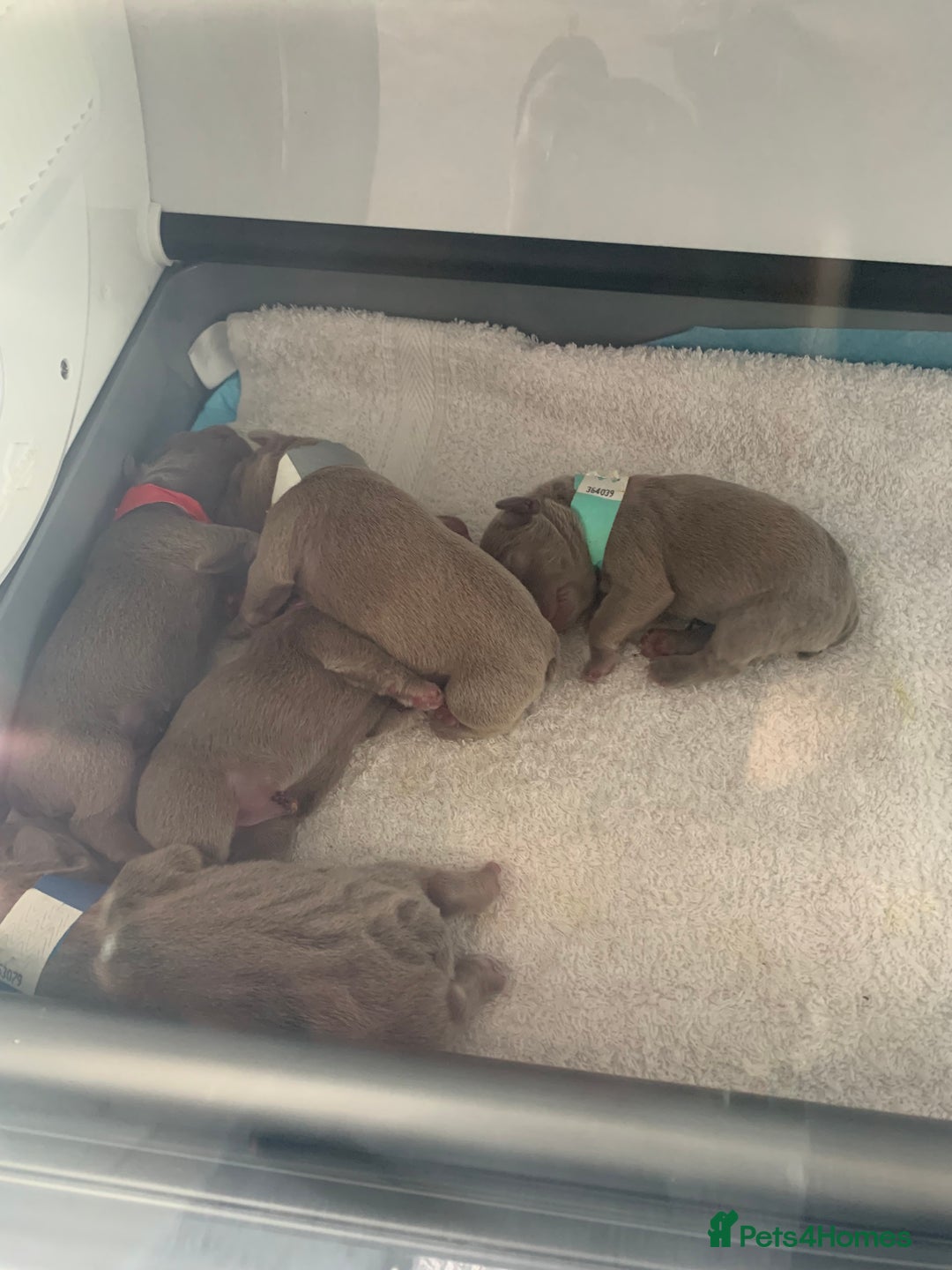 French Bulldog dogs for sale: 5 French bull dogs puppies  - Image 10