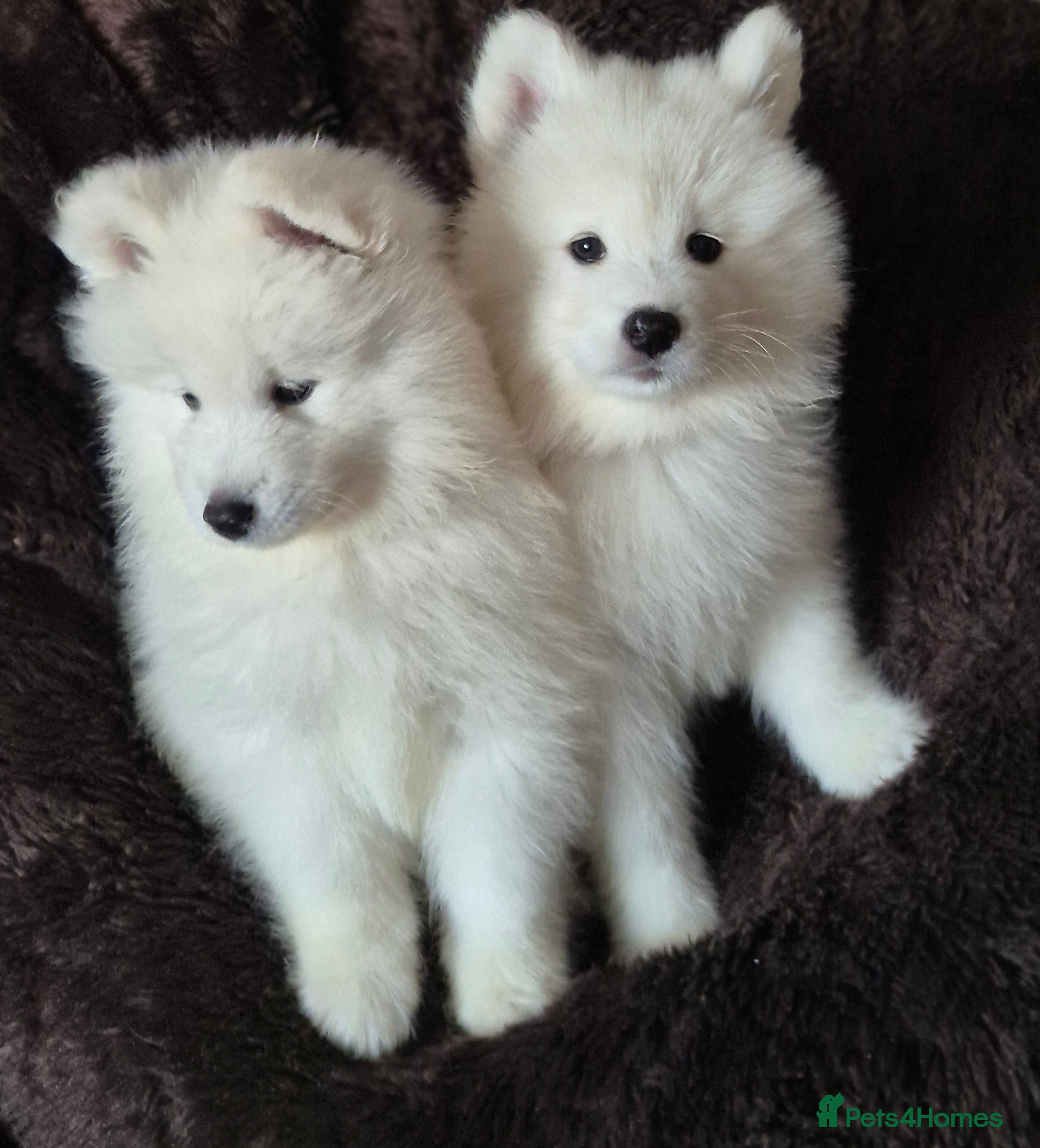 Samoyed dogs KC Registered & Health Screened. Ready to leave 🐾 - Advert 3