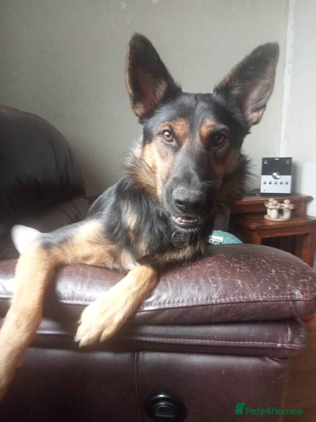 Mixed Breed dogs for adoption: Magnificent Rex GSD cross  - Image 2