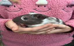 Guinea Pig rodents for sale: Male Guinea pigs  - Image 7