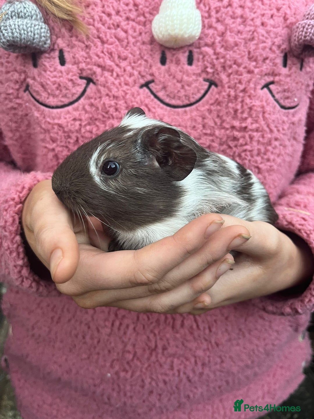 Guinea Pig rodents for sale: Male Guinea pigs  - Image 7