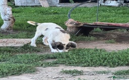Mixed Breed dogs for adoption: ODIN, a superb young boy - for a Loving Home - Image 7