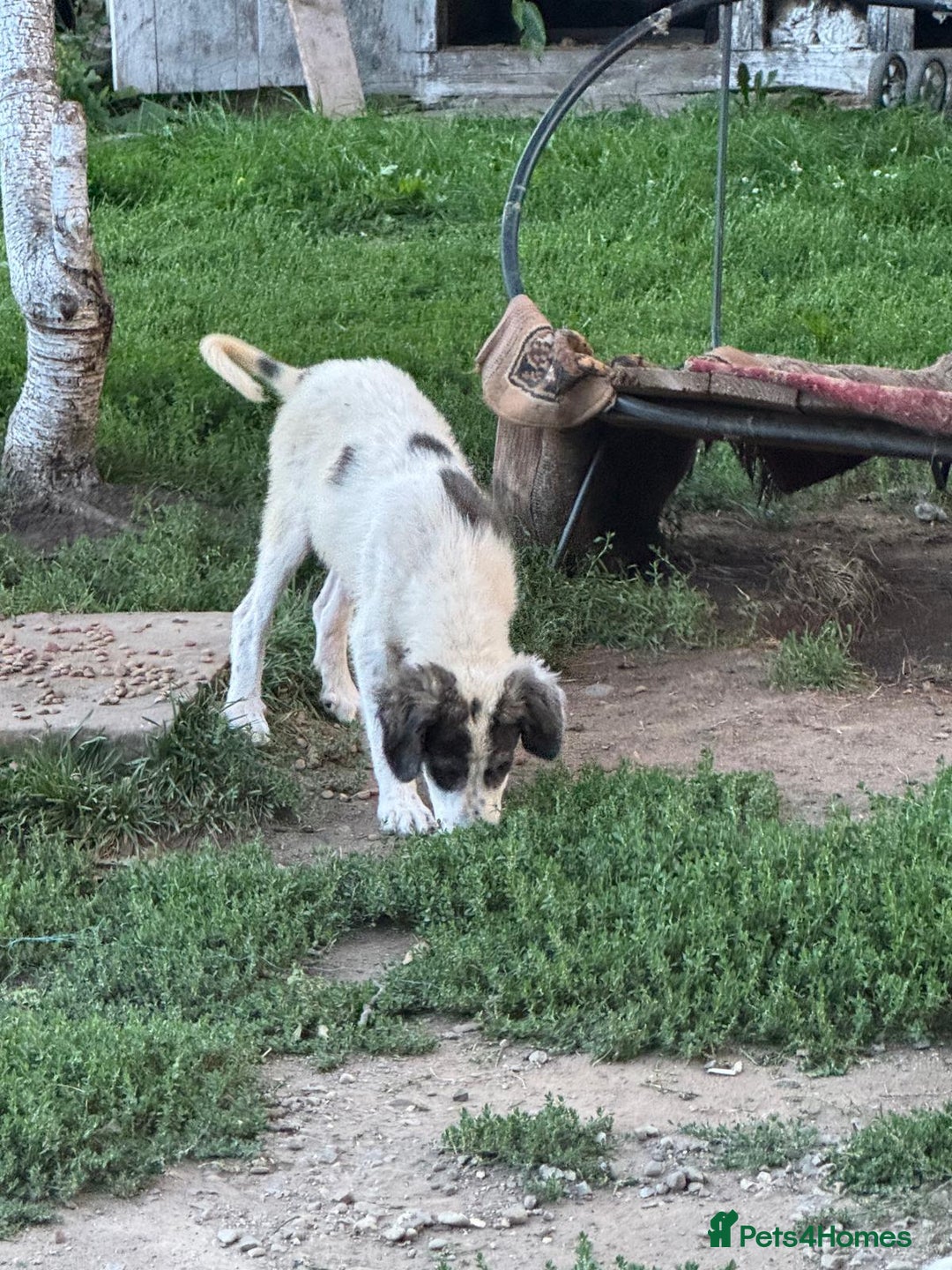 Mixed Breed dogs for adoption: ODIN, a superb young boy - for a Loving Home - Image 7