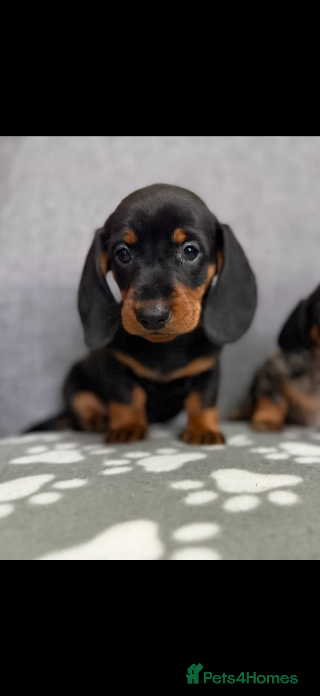 Dachshund dogs for sale: Miniature Dachshund puppies  - Advert 12