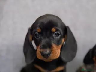 Dachshund dogs Miniature Dachshund puppies - Advert 18