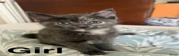 Mixed Breed cats for sale: Kittens looking new home  in London - Advert 3
