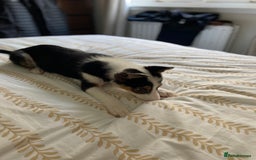Border Collie dogs for sale: Border collies Dundee  - Image 10
