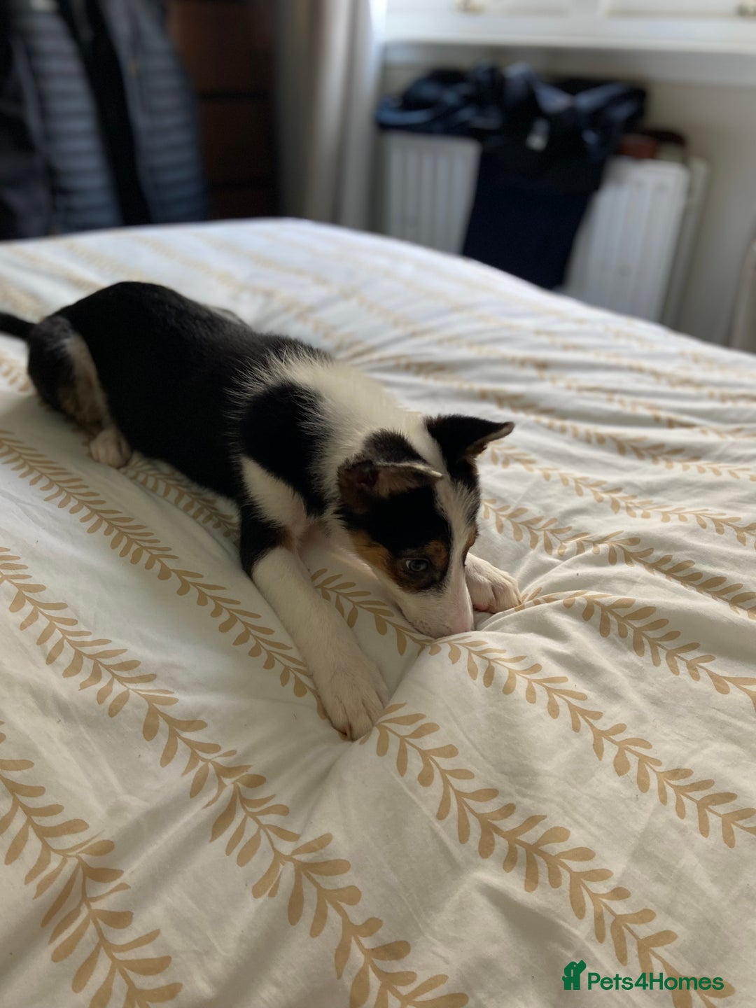 Border Collie dogs for sale: Border collies Dundee  - Image 10