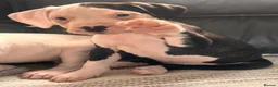 American Bulldog dogs for sale: ❤️AMERICAN BULLDOG PUPPIES   1 GIRL LEFT ❤️🐾 - Advert 17
