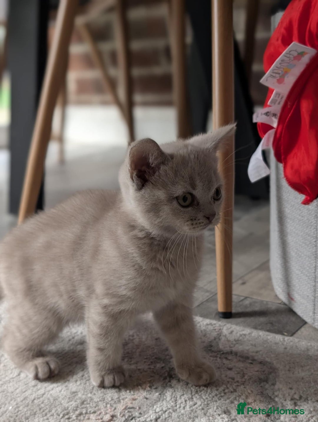 British Shorthair cats for sale: British shorthair  - Advert 4