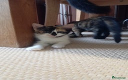 British Shorthair cats for sale: Cute kittens are ready. - Image 11