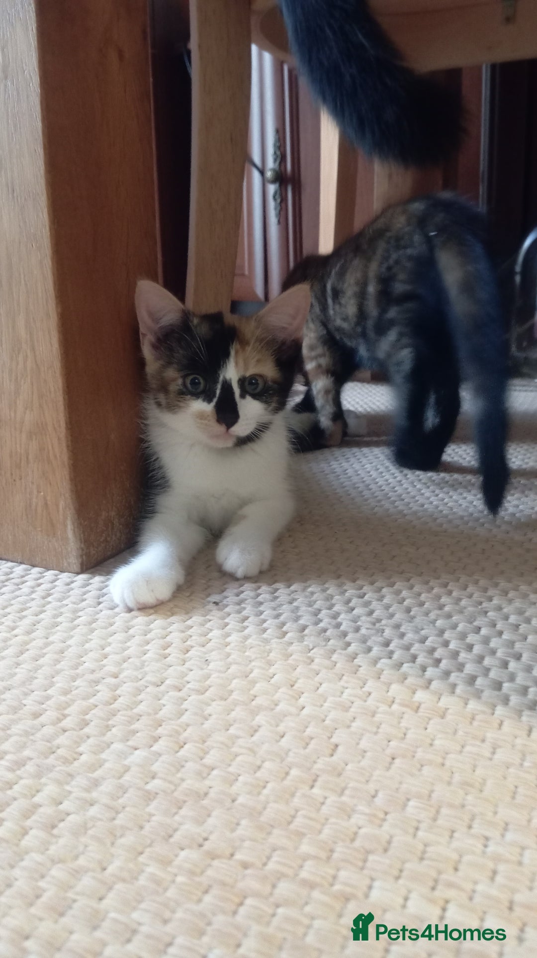 British Shorthair cats for sale: Cute kittens are ready. - Image 11