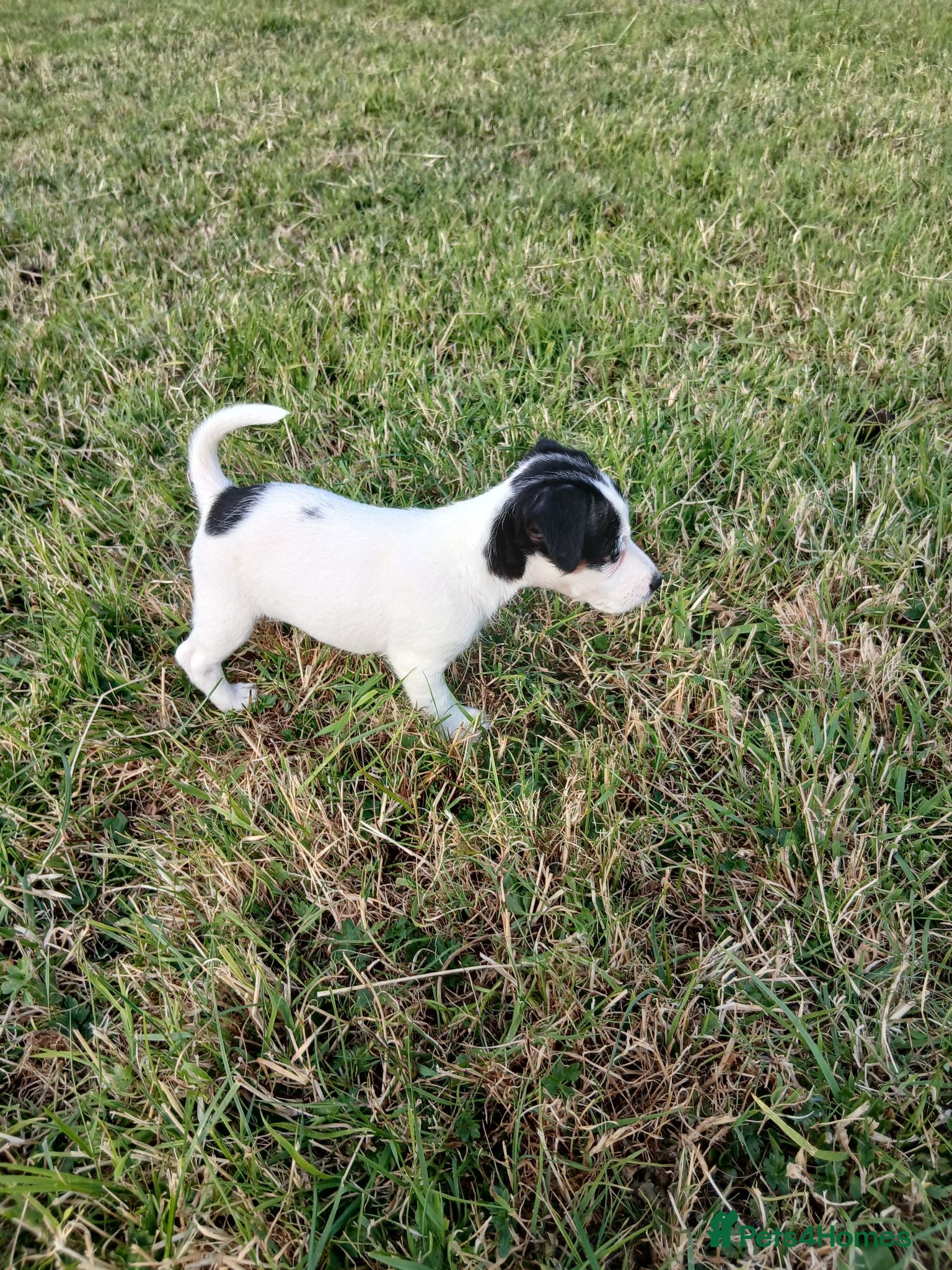 Jack Russell dogs Jack Russell puppies - Advert 2