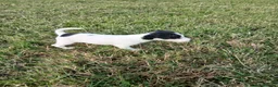 Jack Russell dogs for sale: Jack Russell puppies - Advert 2