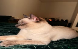 Ragdoll cats for sale: Full Ragdoll male 7 mouth old  - Image 2