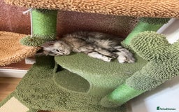 Maine Coon cats for sale: 2 pure mainecoon kittens ready now to leave  - Image 28