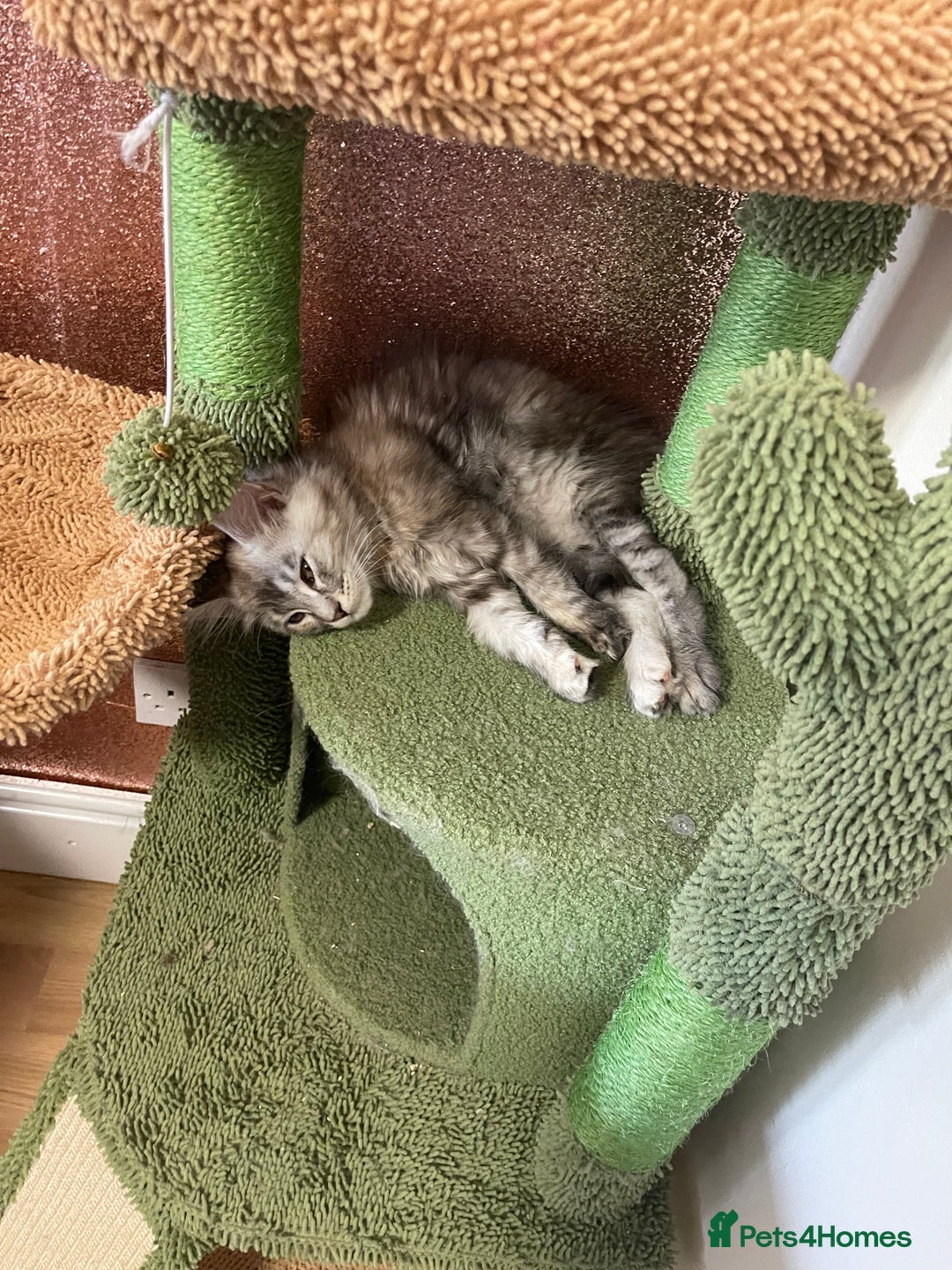 Maine Coon cats for sale: 2 pure mainecoon kittens ready now to leave  - Image 28