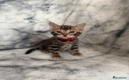 Bengal cats for sale: 🏡Gorgeous Bengal Kittens–Ready for Reservation 🐾 - Image 26