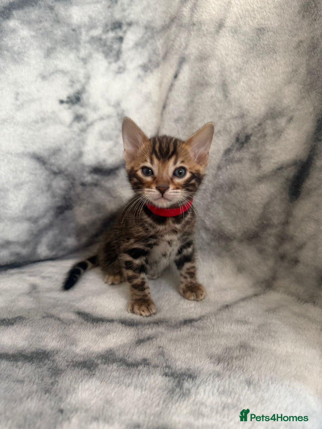Bengal cats for sale: 🏡Gorgeous Bengal Kittens–Ready for Reservation 🐾 - Image 26