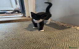 Mixed Breed cats for sale: Black and white kittens  - Image 9