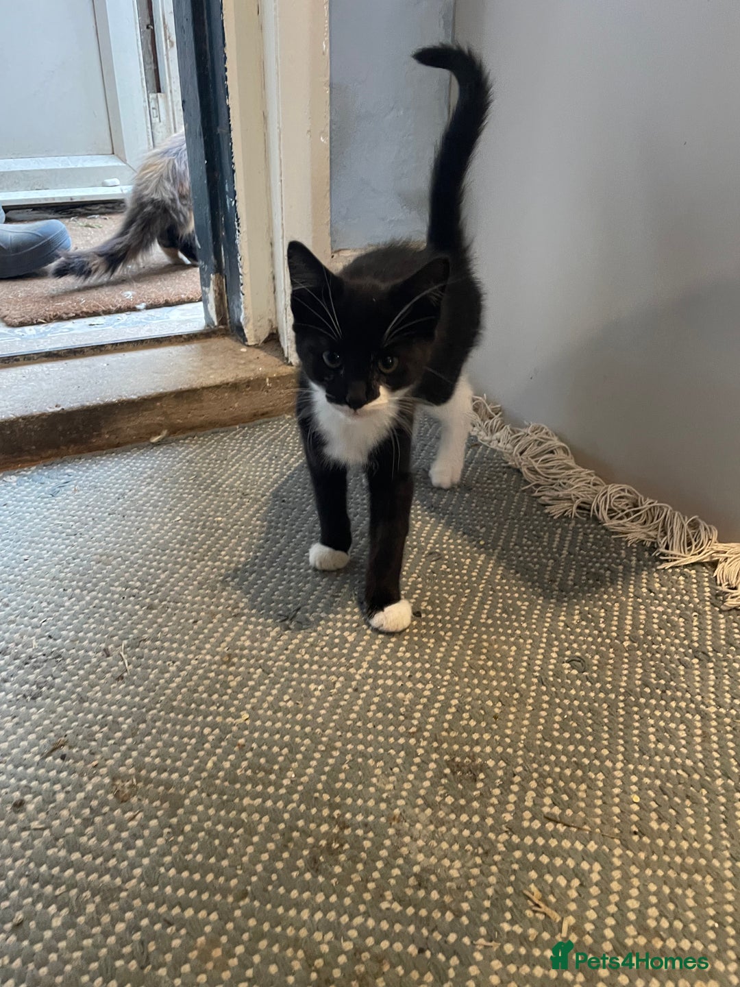 Mixed Breed cats for sale: Black and white kittens  - Image 9