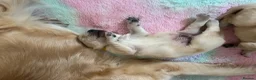 Golden Retriever dogs for sale: Beautiful Golden Retriever Puppies  - Advert 20