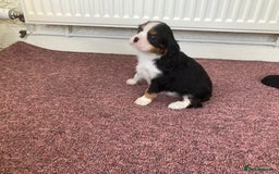 Cavalier King Charles Spaniel dogs for sale: Super tri/blenheim KC pups - health tested parents - Advert 5