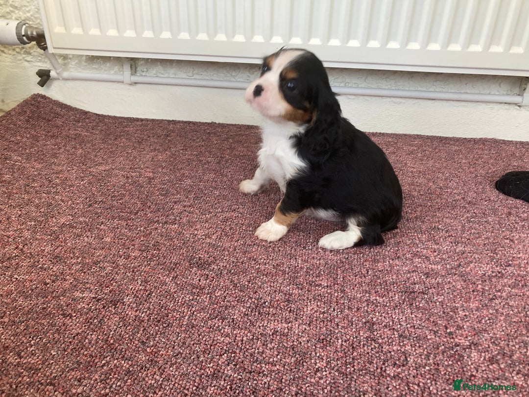 Cavalier King Charles Spaniel dogs for sale: Super tri/blenheim KC pups - health tested parents - Advert 5