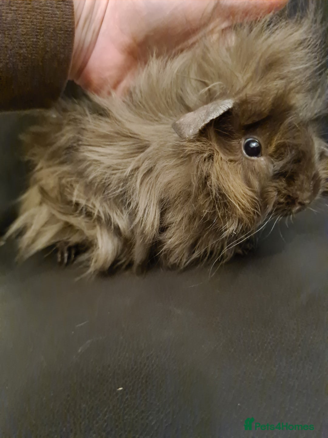 Guinea Pig rodents for sale: Long haired Peruvian-cross baby boys - Image 7
