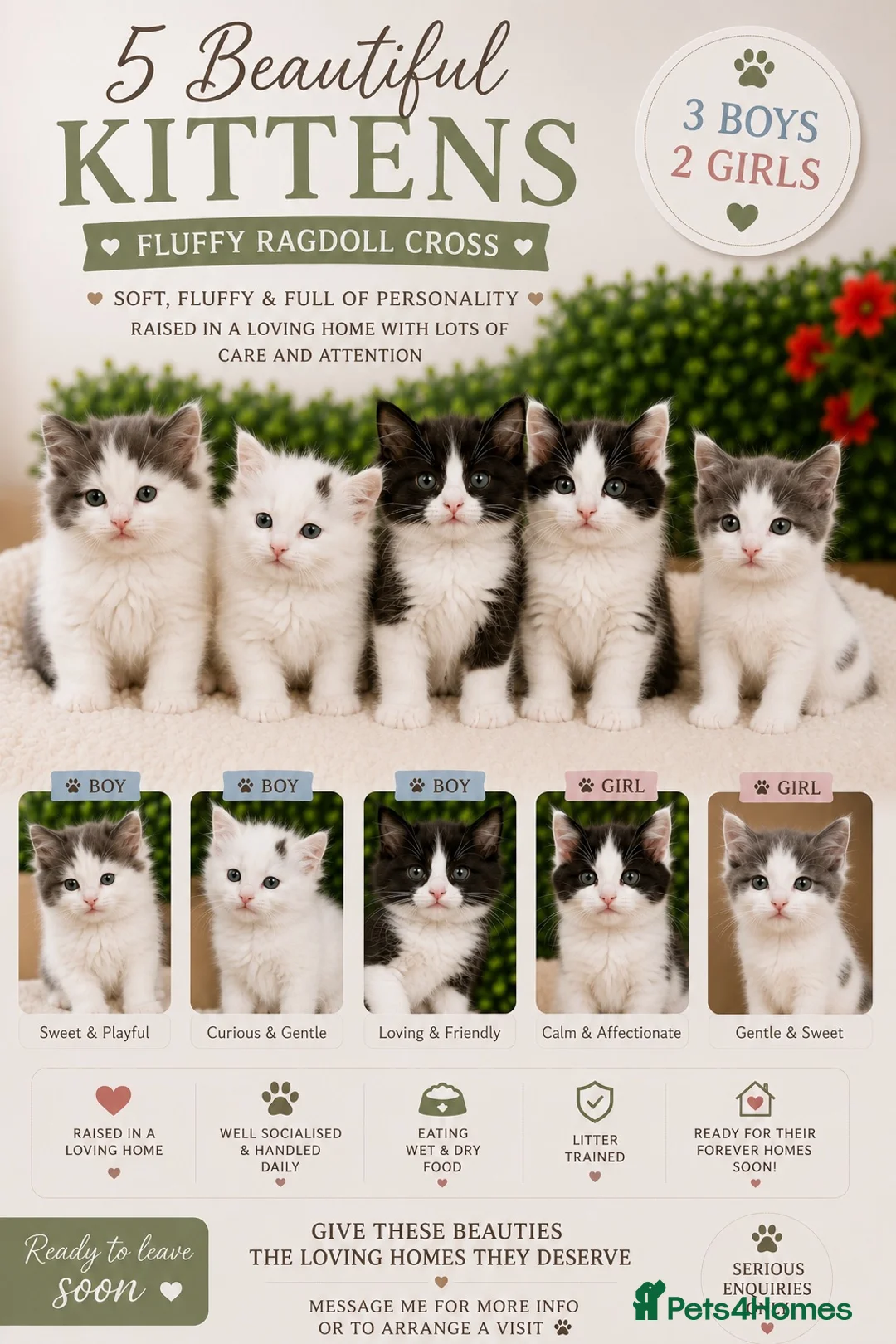 Ragdoll cats for sale: 🐾 5 Beautiful Ragdoll Cross Kittens 🐾 in Southampton - Advert 1